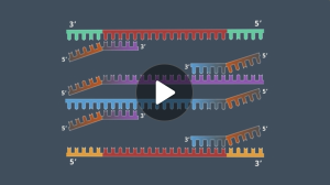 Screenshot with play button of an animation showing two strands of DNA breaking apart