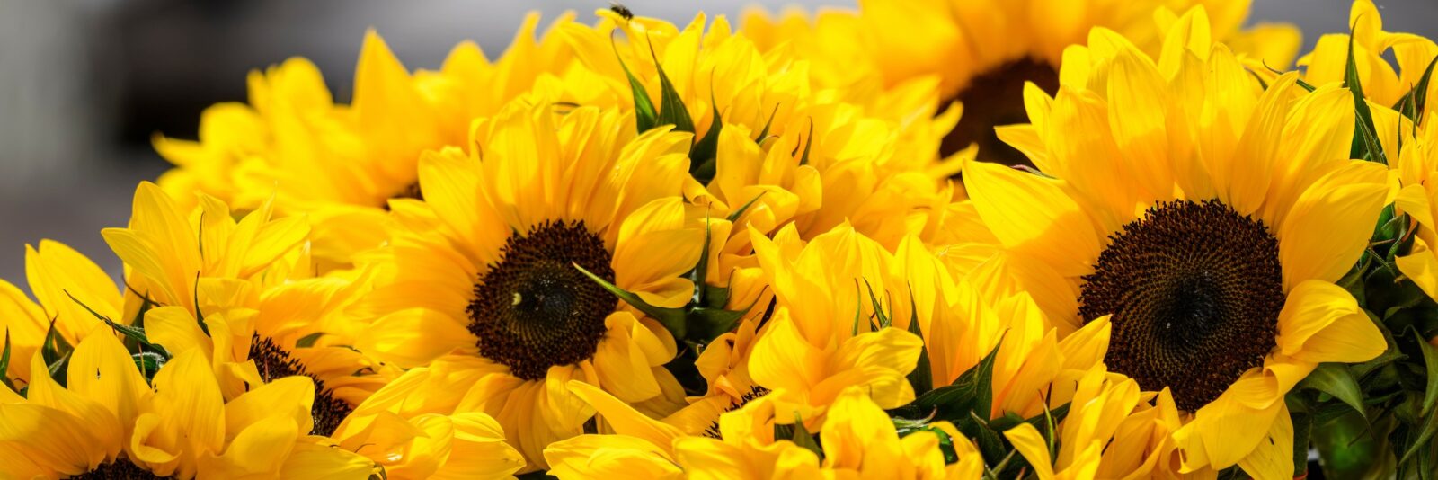 Bunches of yellow sunflowers on display